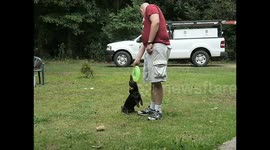 Dog Plays Tug-Of-War