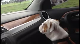 Bulldog Watches Wipers