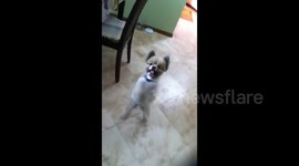 Funny dog begs for sandwich with its front paws