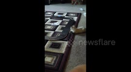 Kitten Follows Toy Car