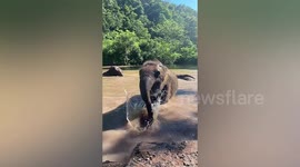 Elephant calves enjoy splashing around in river amid heatwave in China