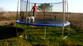 Goat on Trampoline