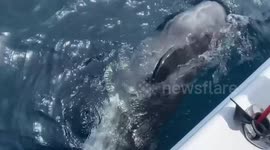 Baby sperm whale struggles to swim among floating pile of rubbish in Thailand