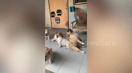 French Bully sits like a human while cooling off in front of fan