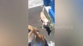 Animal lover rescues pair of mother dogs that gave birth inside grave
