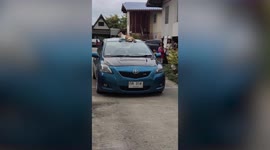 Bossy pet cat refuses to climb down from moving car to get good view of neighbourhood