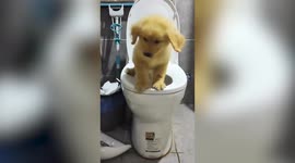 Puppy accidentally slips into toilet bowl during potty training