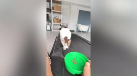 Owner uses treats to trick overweight cat into exercising on treadmill