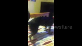 Dog Gets Head Stuck in Sock
