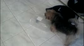 Puppy Tries to Get Bell