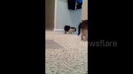 Kittens Play on Stairs