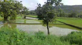 Train Travel  Beautiful View Of Green Fields. Railway Line Sides Beautiful greenery scene of nature