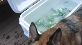 Dog Chews on Ice