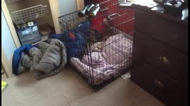 Beagle Hiding in Blankets