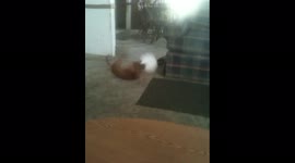 Dog Plays With Balloons