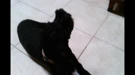 Humming Dog