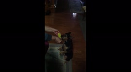 Dog Eats Corn