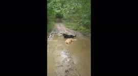 Muddy buddy: Golden retrievers have a blast in muddy river