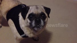 Howling Pug