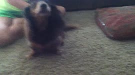 Shakey Dog