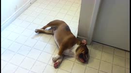 Babbling Bulldog