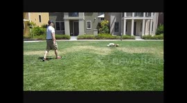 Dog Plays Soccer
