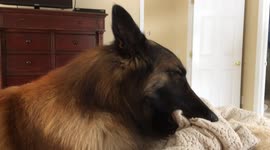 Dog Sucks on Blanket