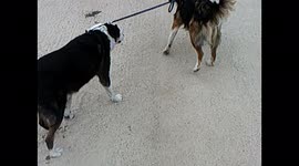 Dog Walking Dog