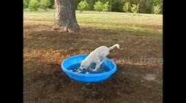 Slo-Mo Dog Jump