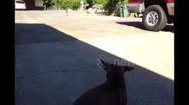 Dog Vs. Turkey