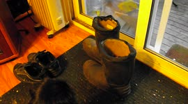 Kitten Pops Out of Boot
