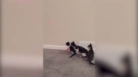Cats Hunt Laser