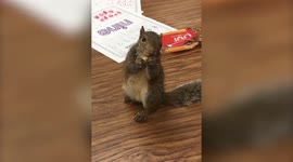 Squirrel Eats Chip