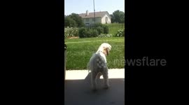 Barking Dog Butt