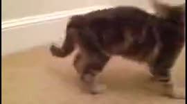Kitten Chases Tail