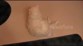 Cat Drinks Out of Toilet