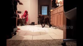 Dog Wears Shoes