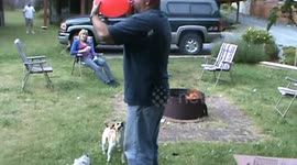 Dogs Play Volleyball