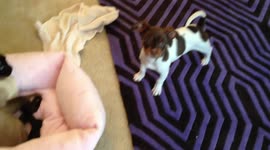Cat Lays in Dog's Bed