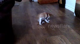 Puppy Chases Tail