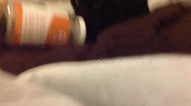 Cat Wants Catnip