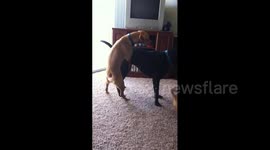 Dog Hump Dog