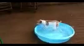 Spinning Dog