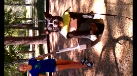 Dog in Swing