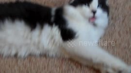 Cat Teeth Stuck in Collar