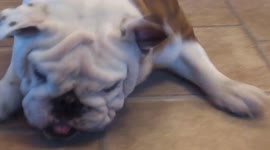 Fly Scares Dog