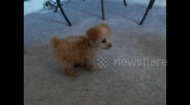 Poodle Plays With Great Dane