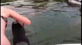 Dog Pulls Jet Ski