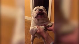 Dog Baby Reveal