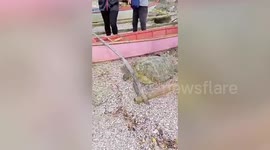 Fishermen rescue huge sea turtle washed ashore in the Philippines